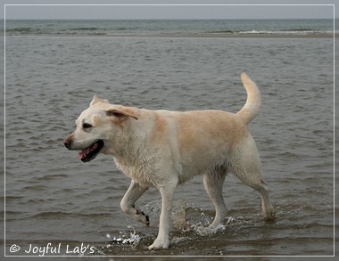 Greta - Joyful Labs Be Happy Girl