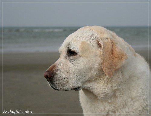 Greta - Joyful Lab´s Be Happy Girl Greta - Joyful Lab´s Be Happy Girl