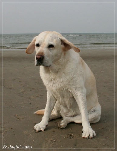 Greta - Joyful Lab´s Be Happy Girl Greta - Joyful Lab´s Be Happy Girl