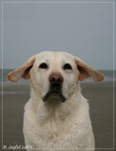 Greta - Joyful Lab´s Be Happy Girl Greta - Joyful Lab´s Be Happy Girl