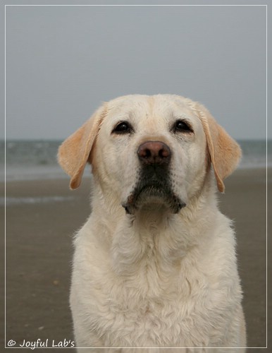 Greta - Joyful Lab´s Be Happy Girl Greta - Joyful Lab´s Be Happy Girl