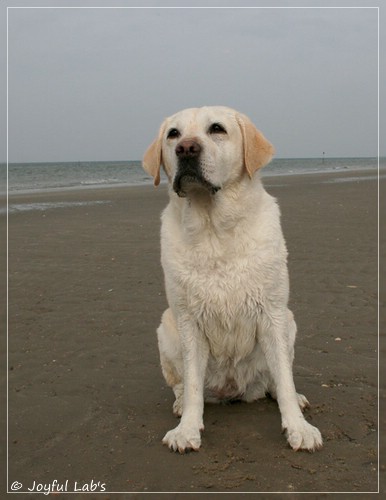 Greta - Joyful Lab´s Be Happy Girl Greta - Joyful Lab´s Be Happy Girl