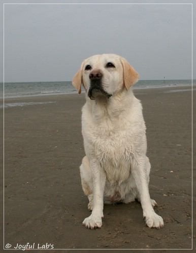 Greta - Joyful Labs Be Happy Girl