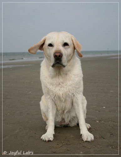 Greta - Joyful Lab´s Be Happy Girl Greta - Joyful Lab´s Be Happy Girl