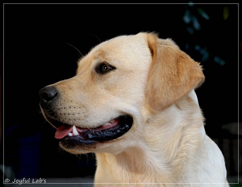 Joyful Lab's Eye-Catching Girl - Tilda -