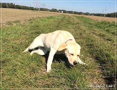 Joyful Lab's Classic Girl "Carla"