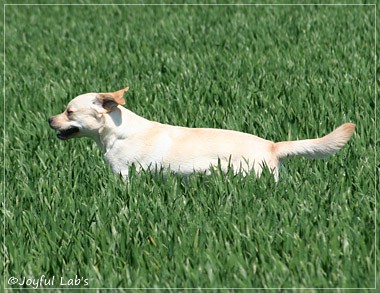 Joyful Lab's Classic Girl - Carla