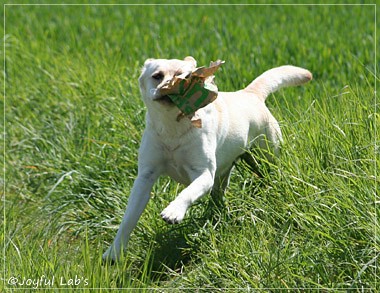 Joyful Lab's Classic Girl - Carla