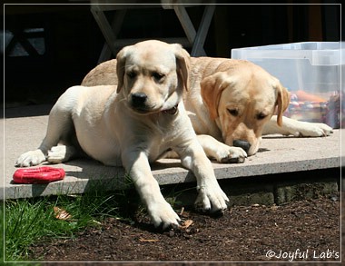 Joyful Lab's Classic Girl "Carla"