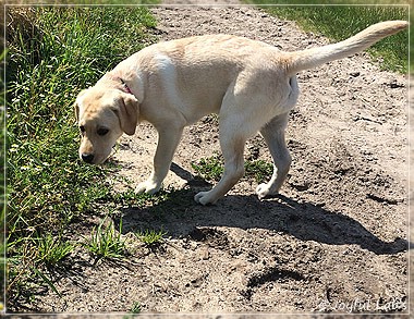 Joyful Lab's Classic Girl "Carla"