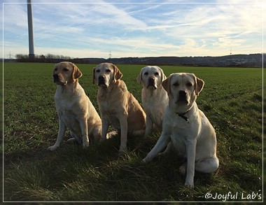 Joyful Lab's Girls