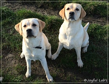 Joyful Lab's Girls