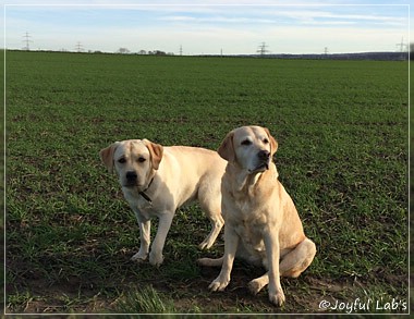 Joyful Lab's Girls