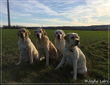 Joyful Lab's Girls