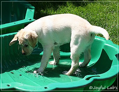 Joyful Lab's Classic Girl "Carla"