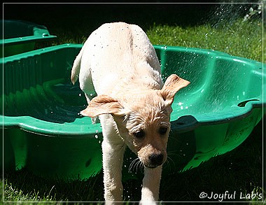 Joyful Lab's Classic Girl "Carla"