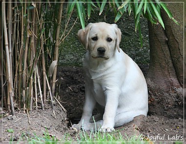 Joyful Lab's Classic Girl "Carla"