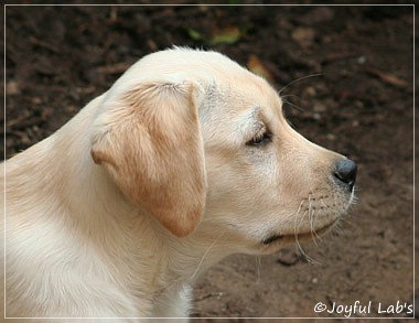 Joyful Lab's Classic Girl "Carla"