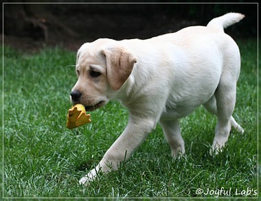 Joyful Lab's Classic Girl "Carla"