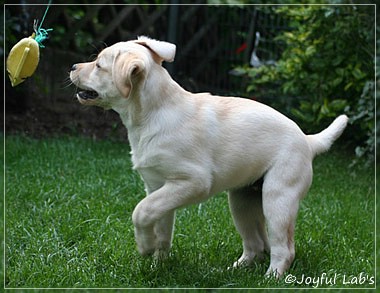 Joyful Lab's Classic Girl "Carla"