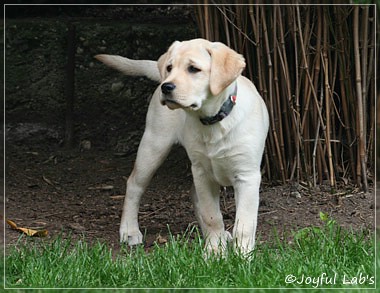 Joyful Lab's Classic Girl "Carla"