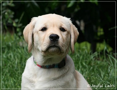 Joyful Lab's Classic Girl "Carla"