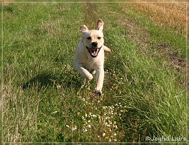 Joyful Lab's Classic Girl "Carla"