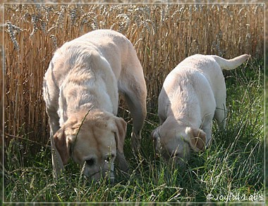 Joyful Lab's Girls - unser Quintett