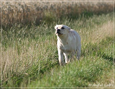 Joyful Lab's Classic Girl "Carla"