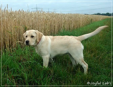 Joyful Lab's Classic Girl "Carla"