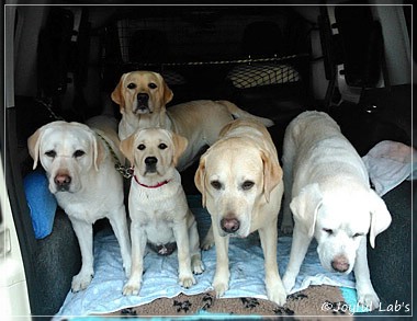 Joyful Lab's Girls - unser Quintett