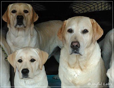 Joyful Lab's Girls - unser Quintett