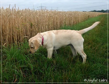 Joyful Lab's Classic Girl "Carla"