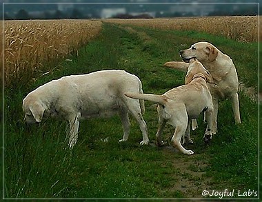 Joyful Lab's Girls - unser Quintett