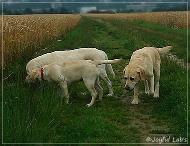 Joyful Lab's Girls - unser Quintett