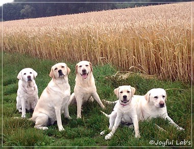 Joyful Lab's Girls - unser Quintett