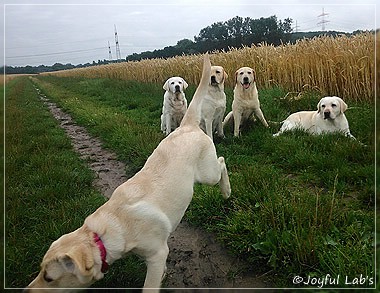 Joyful Lab's Girls - unser Quintett