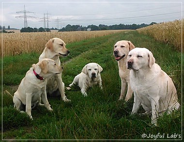 Joyful Lab's Girls - unser Quintett