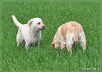 Joyful Lab's Trio