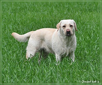 Joyful Lab's Trio