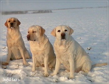 Die Joyful Lab's Girls