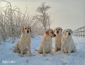 Die Joyful Lab's Girls