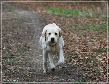 Joyful Lab's Escort Boy - Luis