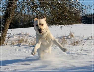 Joyful Lab's Escort Boy - Luis