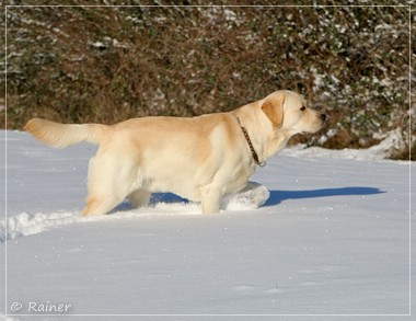 Joyful Lab's Escort Boy - Luis