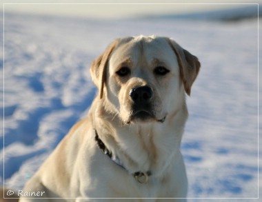 Joyful Lab's Escort Boy - Luis