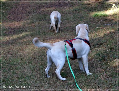 Joyful Lab's Eye-Catching Girl & Excellent Girl