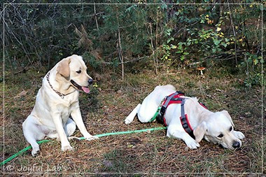 Joyful Lab's Eye-Catching Girl & Excellent Girl