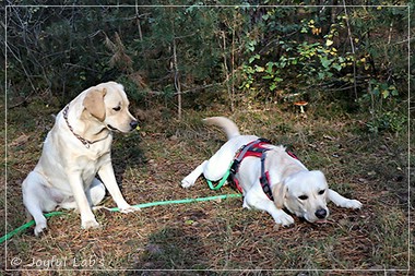 Joyful Lab's Eye-Catching Girl & Excellent Girl