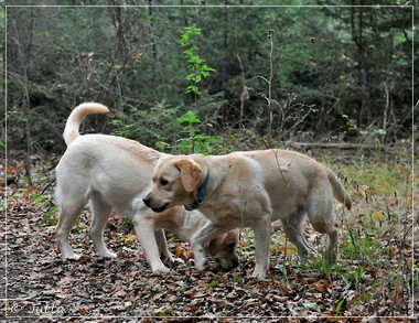 Joyful Lab's Eye-Catching Girl & Entire my Girl